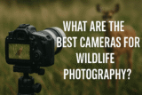 What Are the Best Cameras for Wildlife Photography? A Complete Buyer’s Guide